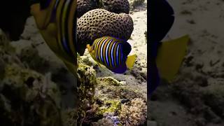 Colourful fish in the deep ocean