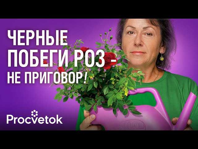 НЕ ВЗДУМАЙТЕ ВЫКОПАТЬ! Даже черные розы можно спасти, если полить их этим коктейлем