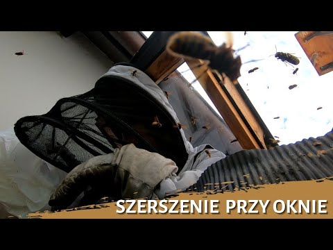 Hornets at the window - hornet nest removal - hornets nest - hornet