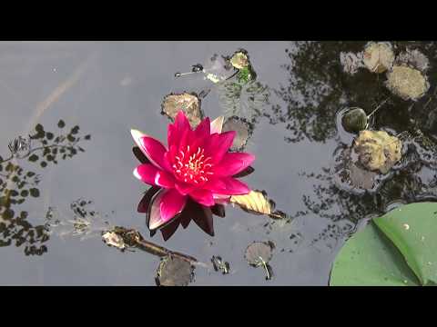 download lagu mp3 mp4 Lilie Wodne, download lagu Lilie Wodne gratis, unduh video klip Lilie Wodne