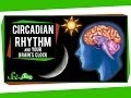 Circadian Rhythm And Your Brain S Clock