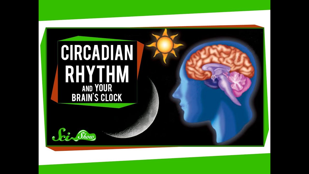 Circadian Rhythm and Your Brain's Clock