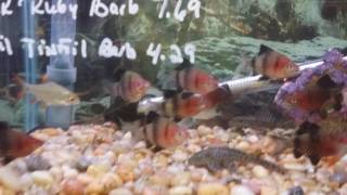 Another Trip to Wet pets Dothan al