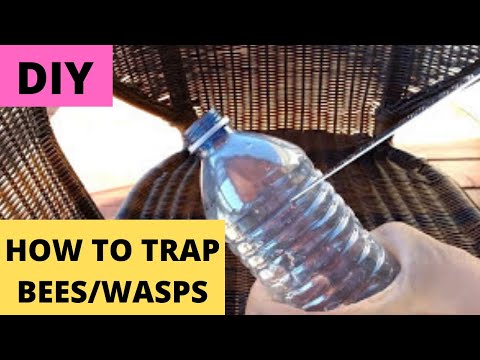 How To Trap Hornets, Yellow Jacket Bees, Wasps with empty plastic bottle (DIY)