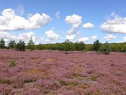 Wrzosowiska Kłomińskie