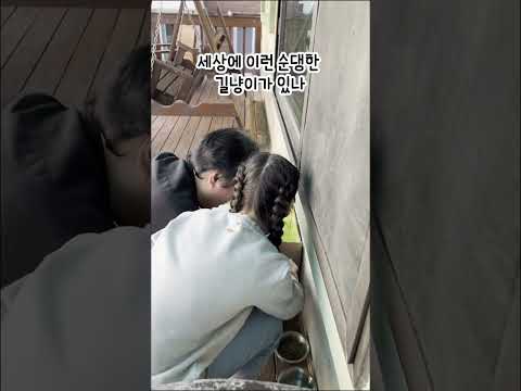 냥생역전, 길냥이에서 집냥이로