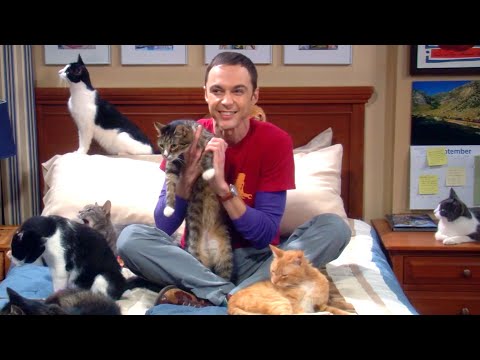 1 Hour of Sheldon for When You Need Background Noise