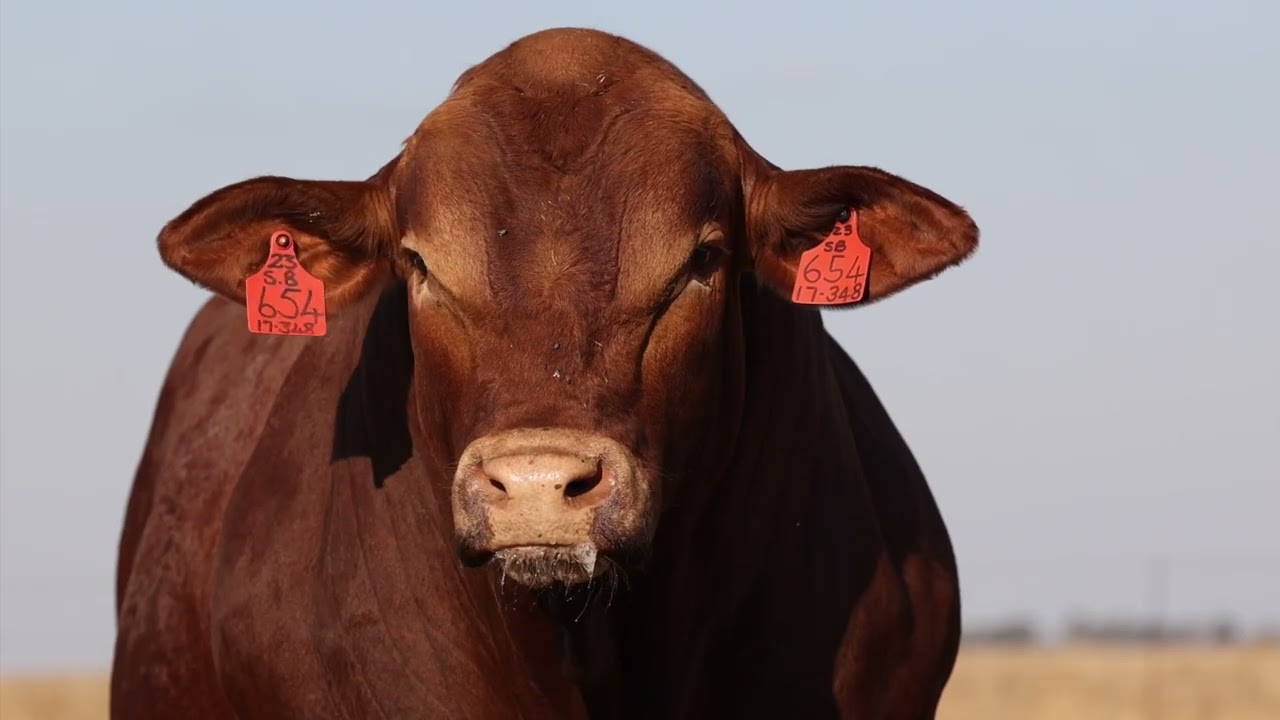 Lot 54 | HS23-654 | Bespreking