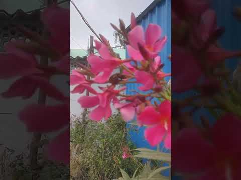 Kaleem Kaleem q2v🍀💗