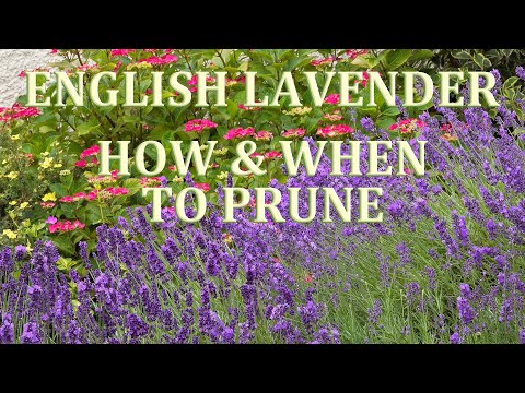 How and When to prune English Lavender 2020