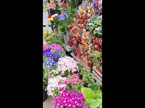 Nightclubs, street food, shopping: Barcelona’s Al Ramla Street is a must-visit place in Spain tour