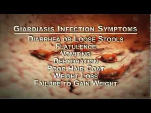a giardiasis férgek tünetei