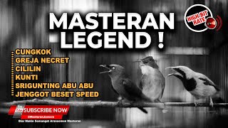 Download lagu 🔴Kompilasi Masteran Greja Necret Jenggot Beset Kunti dan Cililin Cucak Cungkok Srigunting Abu Abu mp3