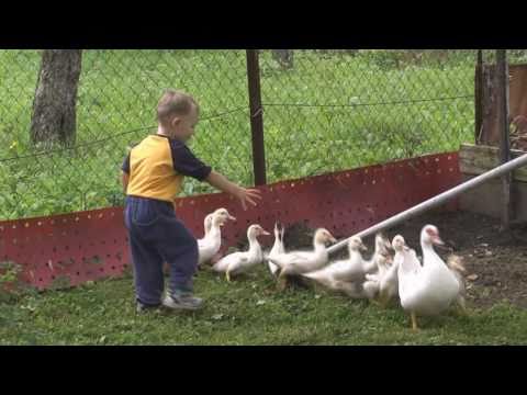 Daminoviny Plus: Smilno