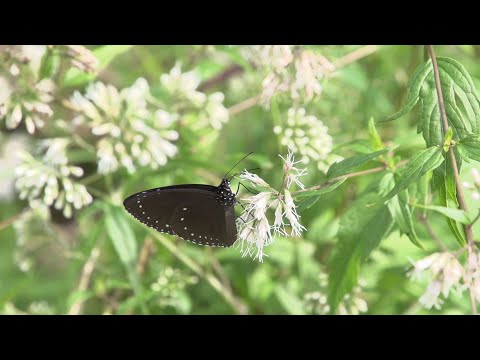 公視-我們的島-蝶舞茂林(845集)