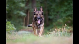 Heroic police dog hangs up his lead