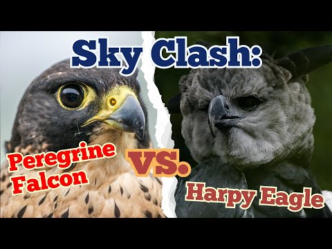 Speed Meets Strength: Peregrine Falcon vs. Harpy Eagle