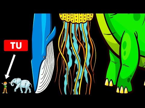 Parassita in un crucian Erba amara da vermi
