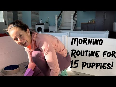 , title : 'Day In The Life Of A Dog Breeder - Morning Routine'