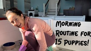 Day In The Life Of A Dog Breeder - Morning Routine