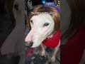 You Want A Picture Karen Slay Meme Dogs