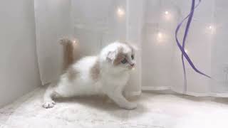 スコティッシュフォールドの動画01