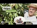 Feigen – Obst mit Zukunft | Feigenbaum kultivieren, Feigen trocknen, Rezepte | gardify Tipps