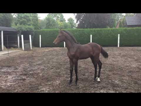 Crack Z   Cornet Obolensky x Vleut