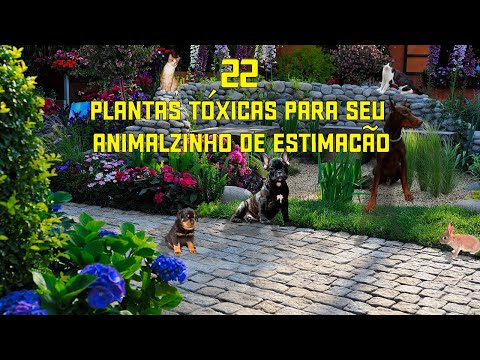 , title : '22 PLANTAS TÓXICAS PARA ANIMAIS - Que Você Provavelmente tem em casa'