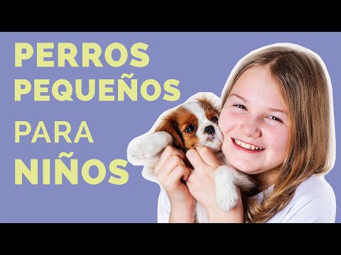 The 11 Best Small Dog Breeds for Kids (Part 1)