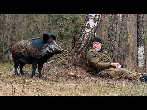 Man Meets Wild Boar in the Woods, Forever Changing His Life. 😱