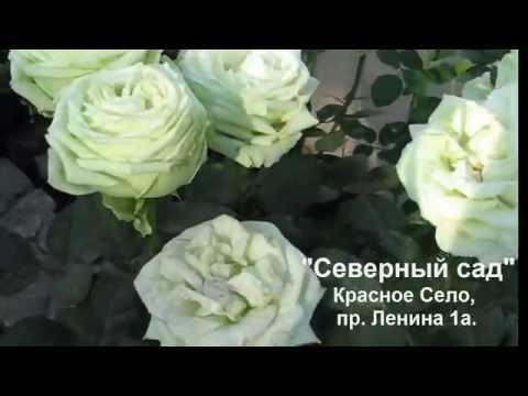 Роза Купить В Питомнике Спб