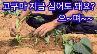 고구심기 막판 스파트~~ 밤고구마,호박고구마,꿀고구마,베니하루까,카  고구마 모종 귀농.귀촌,주말농장,텃밭