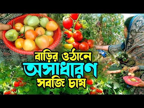 বাড়ির ওঠানে অসাধারণ সবজি চাষ । Tahiya Agro