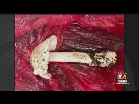 Mother and son lucky to be alive after eating poisonous mushrooms in Amherst