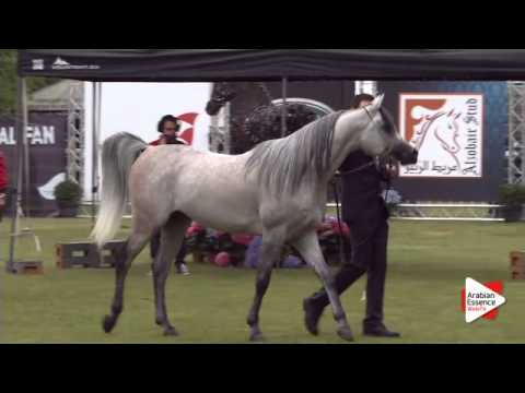 N.174 MOUAMMAR - Bruges 2015 International - Stallions 4-6 years old (Class 108A)