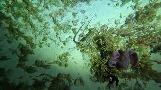 Cozumel 2023 Day 3, Night Dive, Part 2