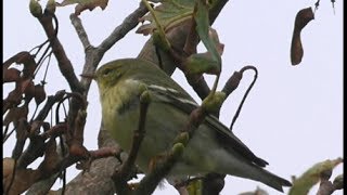 preview picture of video 'Paruline rayée - Black Warbler - (Dendroica striata )'