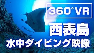 【360°VR】西表島　水中ダイビング映像 　大物遭遇編