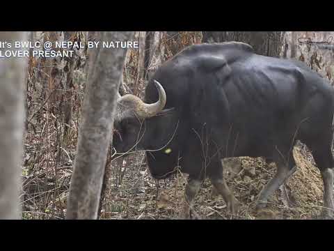 Herd Of Wild Gaur In Chitwan National Park ! Wild Biggest Cattle In The World ! Bison Or Wild Bull !