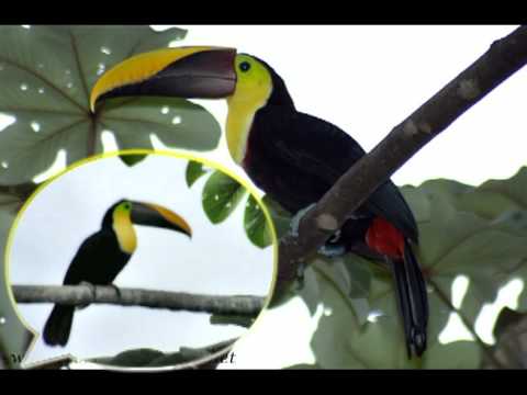 Video Tucan