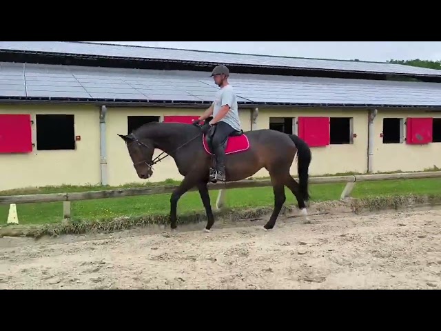 Jument SF 9 bai brun