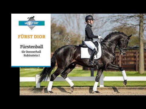 FÜRST DIOR - Hengstenstation Van Uytert