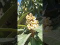Bee on medlar flowers December  #nature #turkey #travel #fethiye #bee #medlar #mediterranean #flower