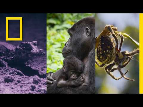 探險家們創造歷史！| 非洲：地球的狂野家園 | 國家地理 (Explorers Make an Impact | Africa Earth's Wild Home | National Geographic)