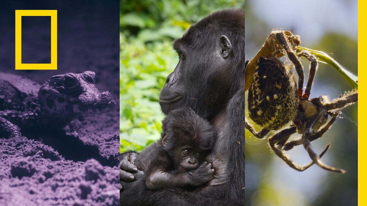 Explorers Make an Impact | Africa Earth's Wild Home | National Geographic