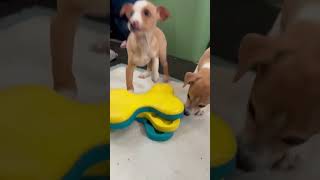Video preview image #1 Chihuahua-Unknown Mix Puppy For Sale in Visalia, CA, USA
