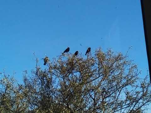 Hugo Díaz - tango - 1975