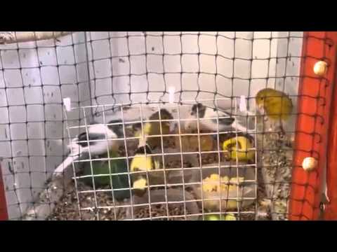 Irish Fancy Canaries 2013