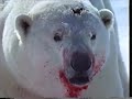 National Geographic Special Arctic Kingdom Life At The Edge 1996